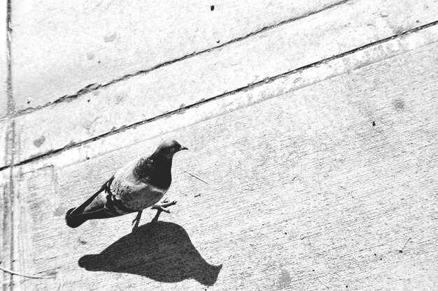 Photo high angle view of pigeon on floor