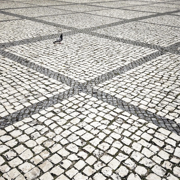 Photo high angle view of pigeon on pathway