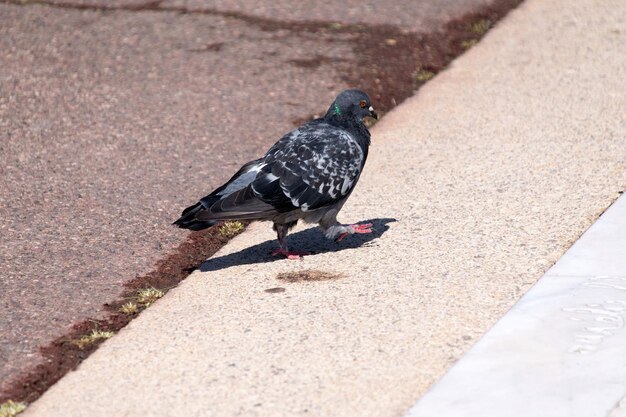 High angle view of pigeon perching on retaining wall