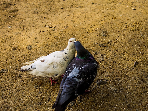 High angle view of pigeons on field