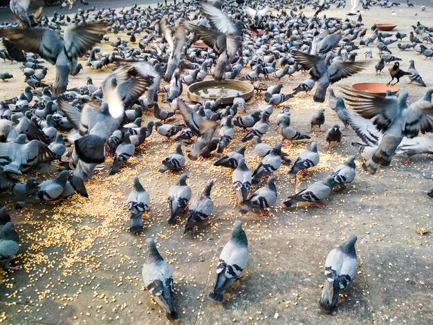 High angle view of pigeons flying