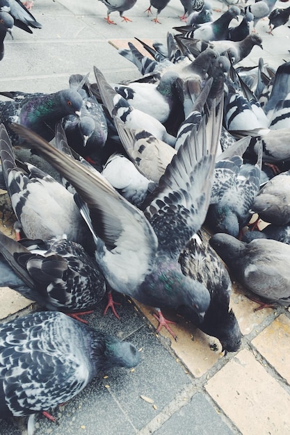Foto vista ad alta angolazione dei piccioni in strada