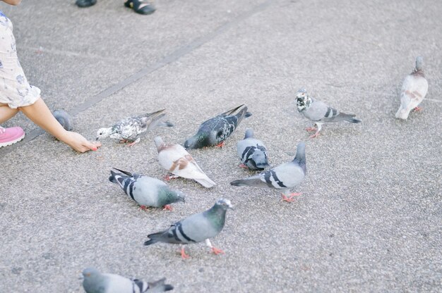 High angle view of pigeons on urban street