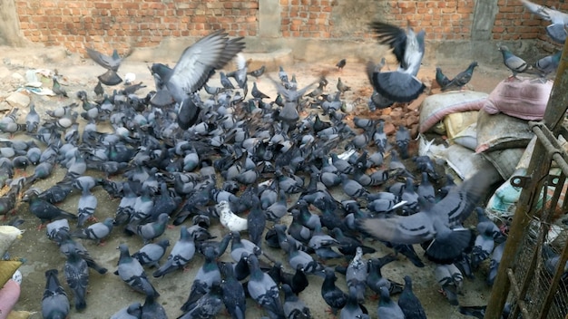 Photo high angle view of pigeons