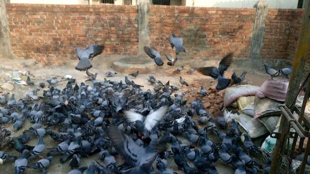 Photo high angle view of pigeons