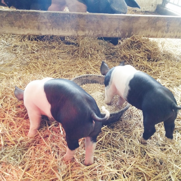 Photo high angle view of pigs feeding on dry grass in pen