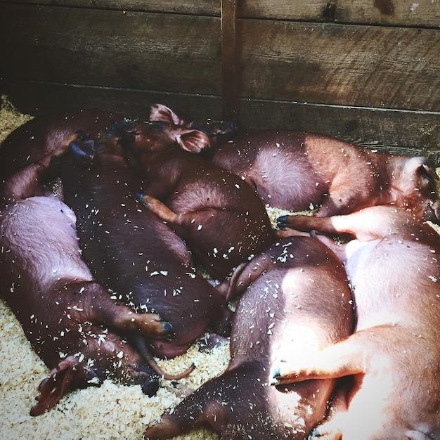 Foto vista ad alto angolo dei maiali che dormono nella stalla