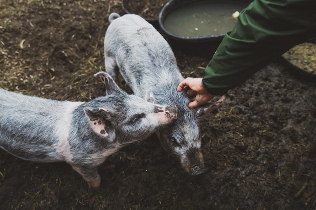 Photo high angle view of pigs