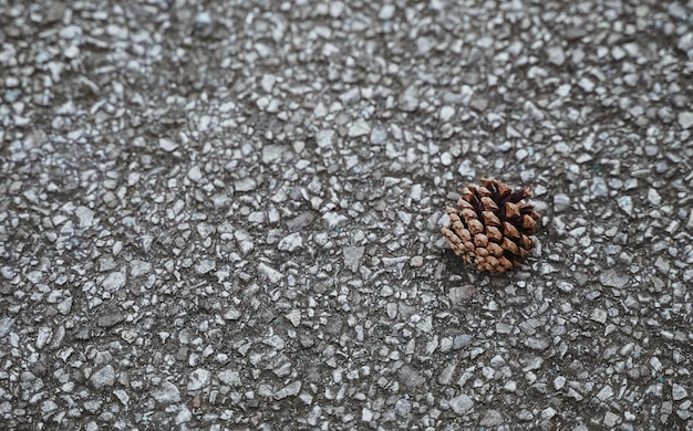 Photo high angle view of pine cone on ground