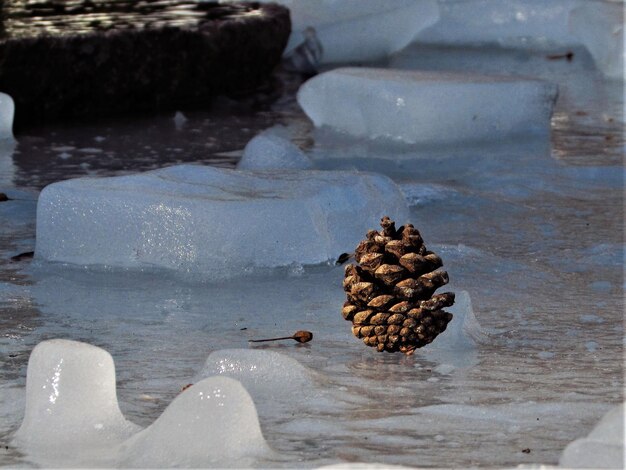 High angle view of pine cone on rock in lake