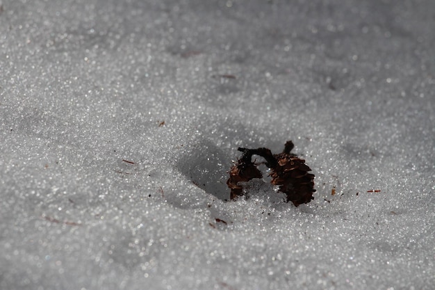 Photo high angle view of pine cones on snow covered field