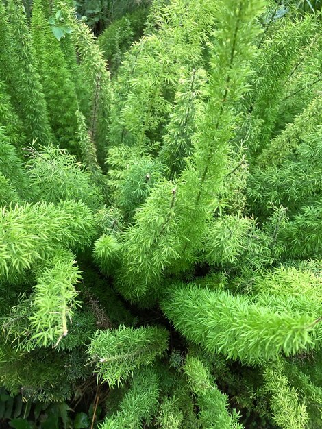 High angle view of pine tree in forest