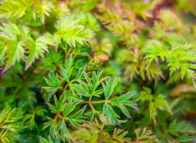 High angle view of pine tree leaves