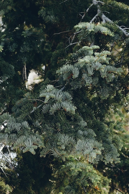 Photo high angle view of pine tree