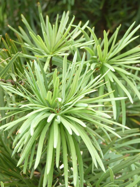 High angle view of pine tree