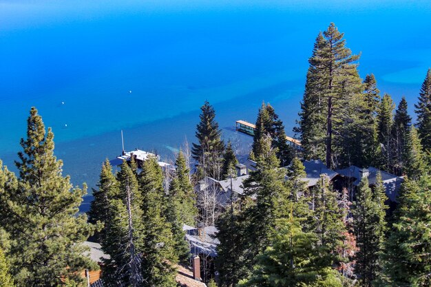 High angle view of pine trees in forest against blue sky