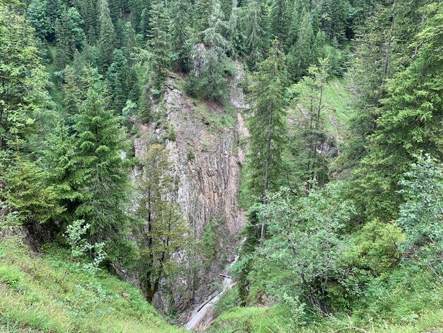 High angle view of pine trees in forest