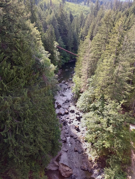 Foto vista ad alta angolazione dei pini nella foresta