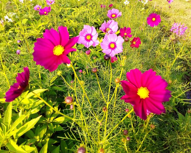 High angle view of pink cosmos flowers blooming on field