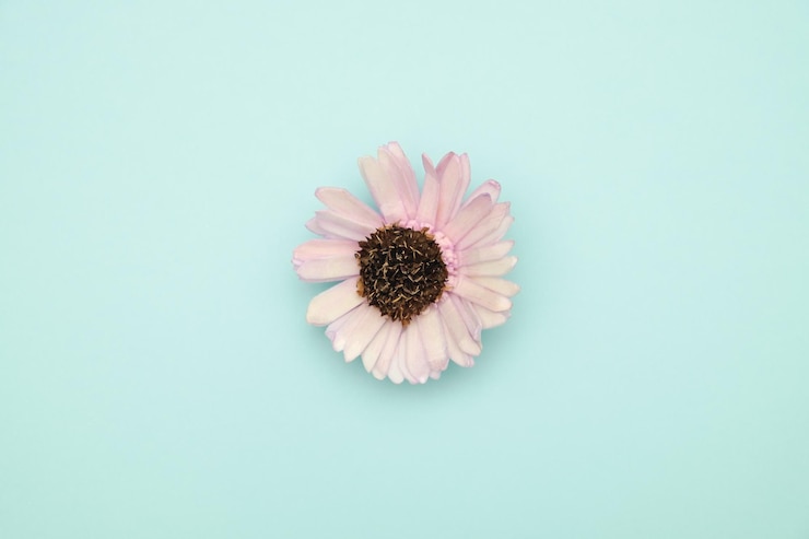 Photo high angle view of pink flower against blue background