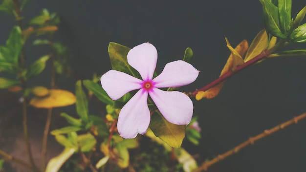 Photo high angle view of pink flower blooming outdoors