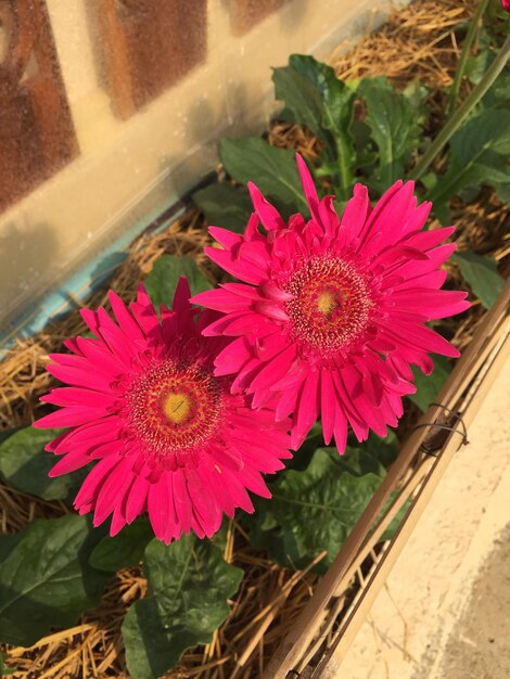 Foto vista ad alta angolazione di un vaso di fiori rosa