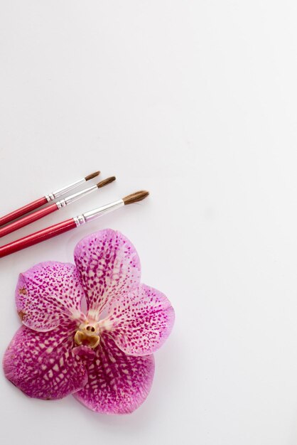 High angle view of pink flower on white table