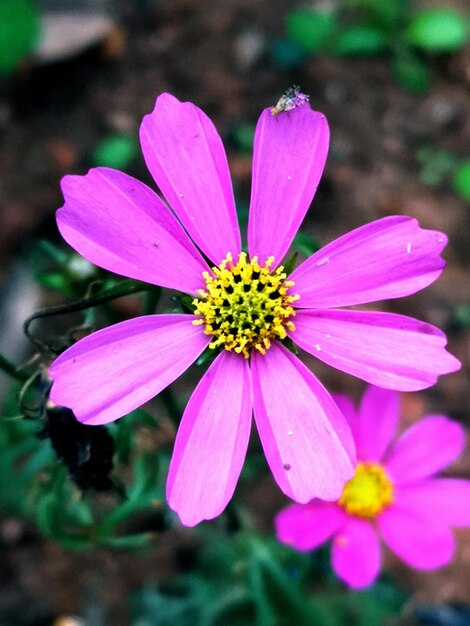 High angle view of pink flower