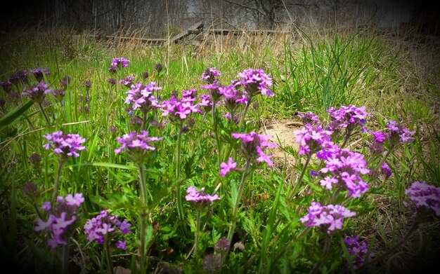 High angle view of pink flowering plant on field