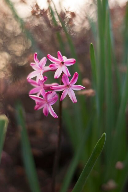 High angle view of pink flowering plant on field