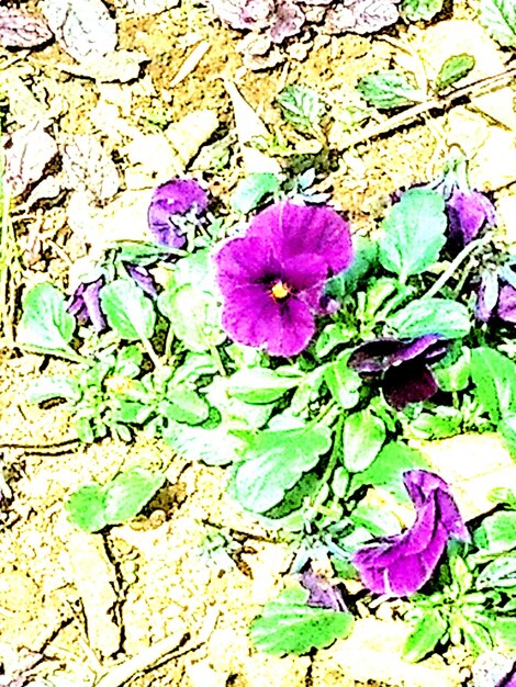 High angle view of pink flowering plant