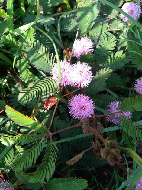 Foto vista ad alto angolo di una pianta a fiori rosa