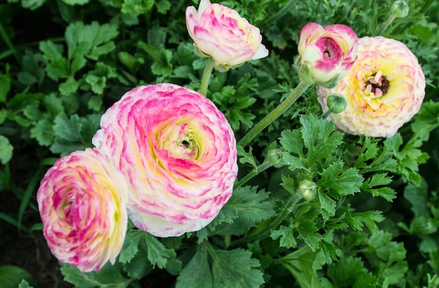 Photo high angle view of pink flowering plant