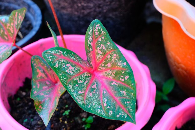 High angle view of pink flowering plant