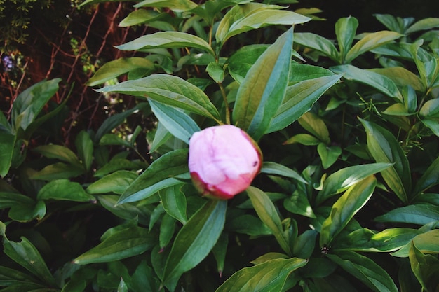 Photo high angle view of pink flowering plant