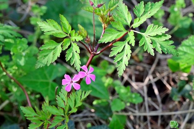 Foto vista ad alto angolo di una pianta a fiori rosa