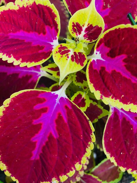 Foto vista ad alto angolo di una pianta a fiori rosa