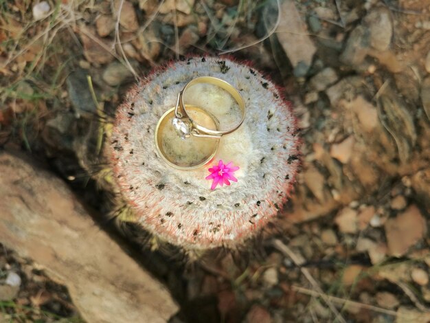 ピンクの花がく植物の高角度の眺め