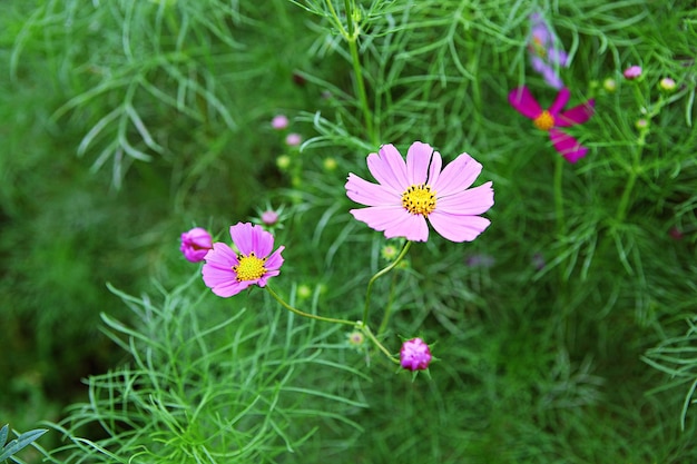 Foto vista ad alto angolo di una pianta a fiori rosa