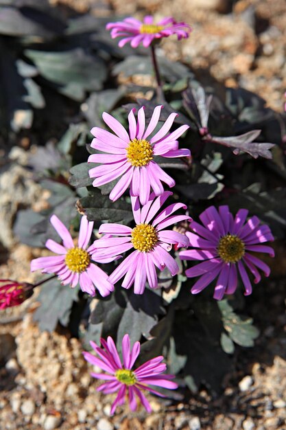 フィールドのピンクの花の植物のハイアングルビュー