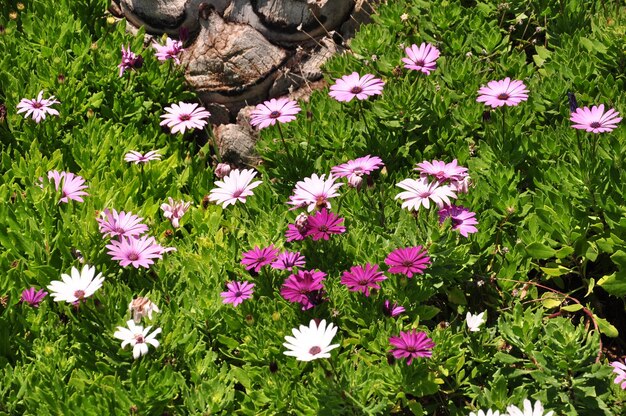 High angle view of pink flowering plants on field