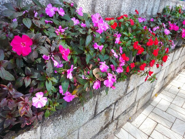 High angle view of pink flowering plants on wall