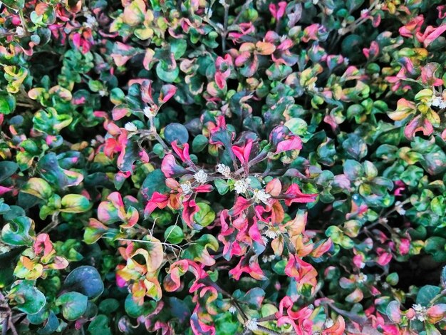 High angle view of pink flowering plants