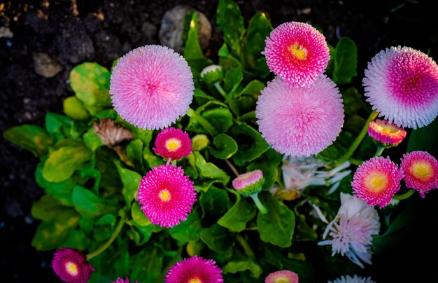 Foto vista ad alto angolo di piante a fiori rosa