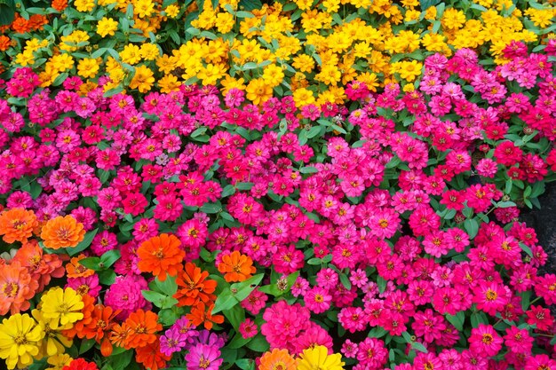 High angle view of pink flowering plants