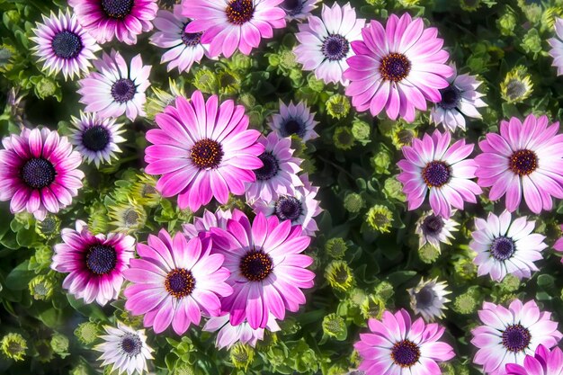 High angle view of pink flowering plants