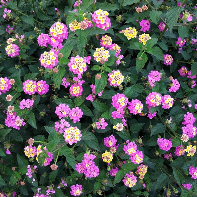 High angle view of pink flowering plants