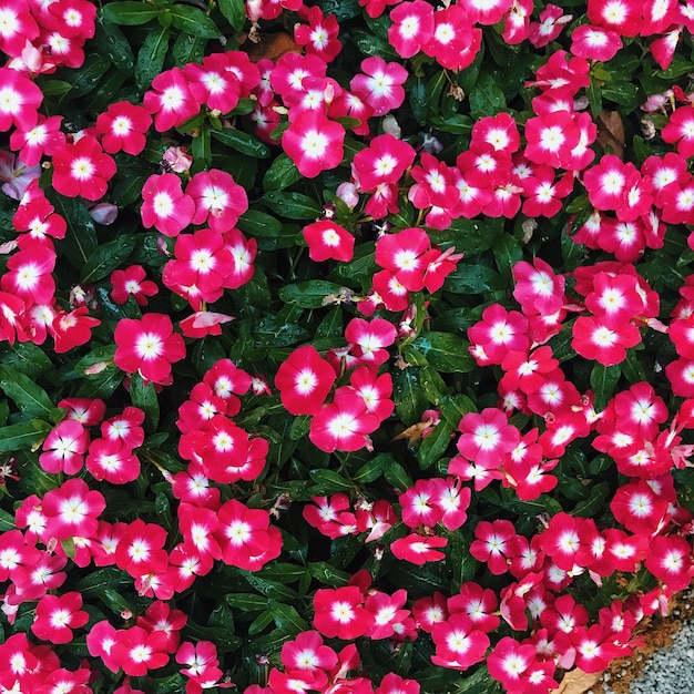 High angle view of pink flowering plants