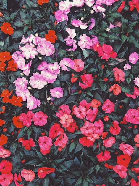 ピンクの花の植物の高角度の眺め