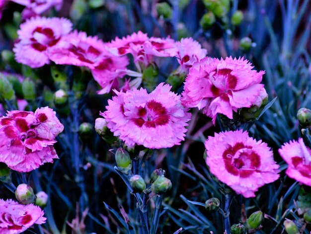 High angle view of pink flowering plants